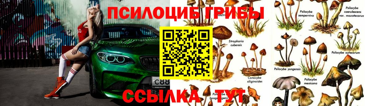 Галлюциногенные грибы Psilocybe Урюпинск